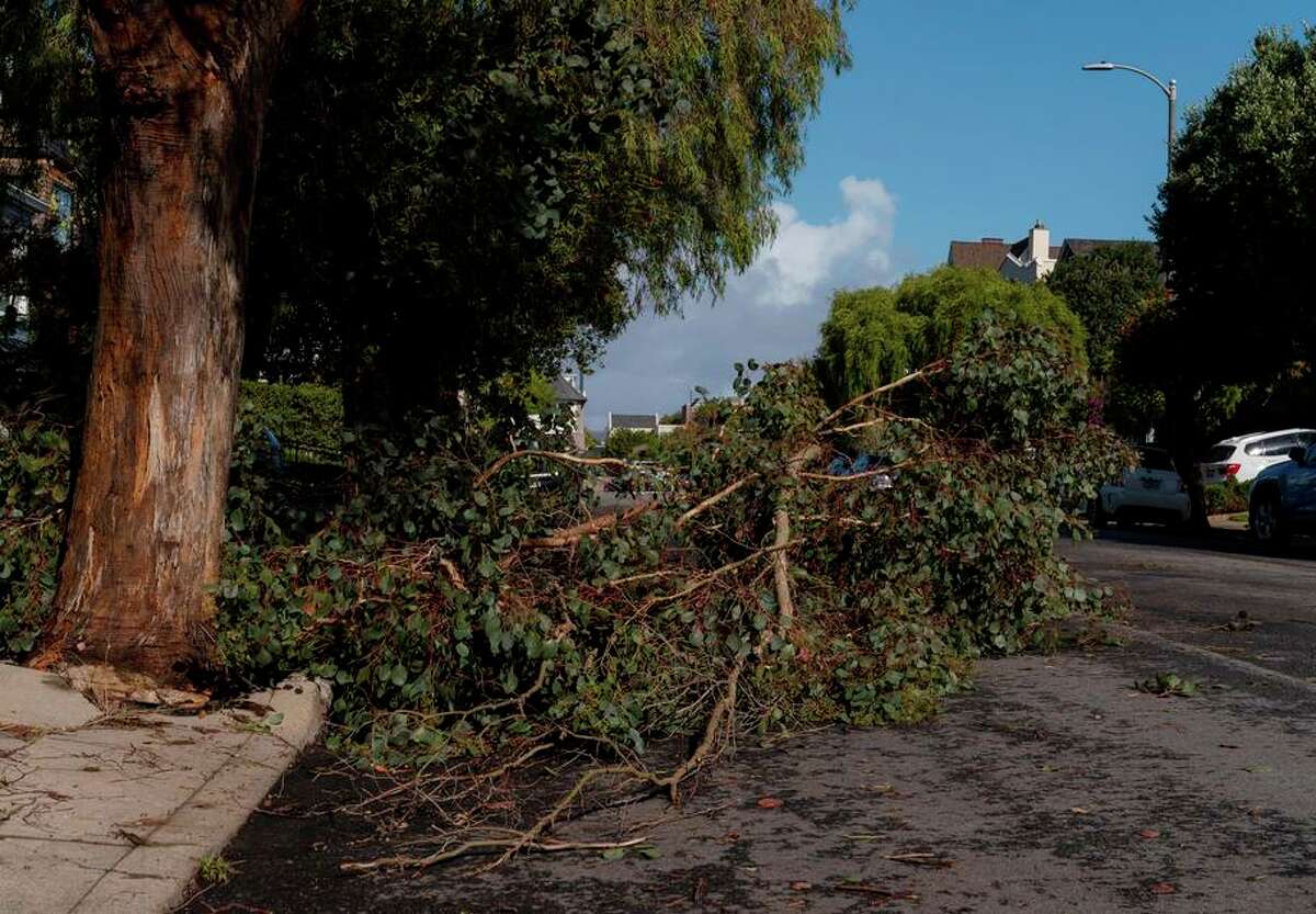 A downed branch lays across a street in the Outer Richmond District after a record-breaking rainstorm lashed the region.