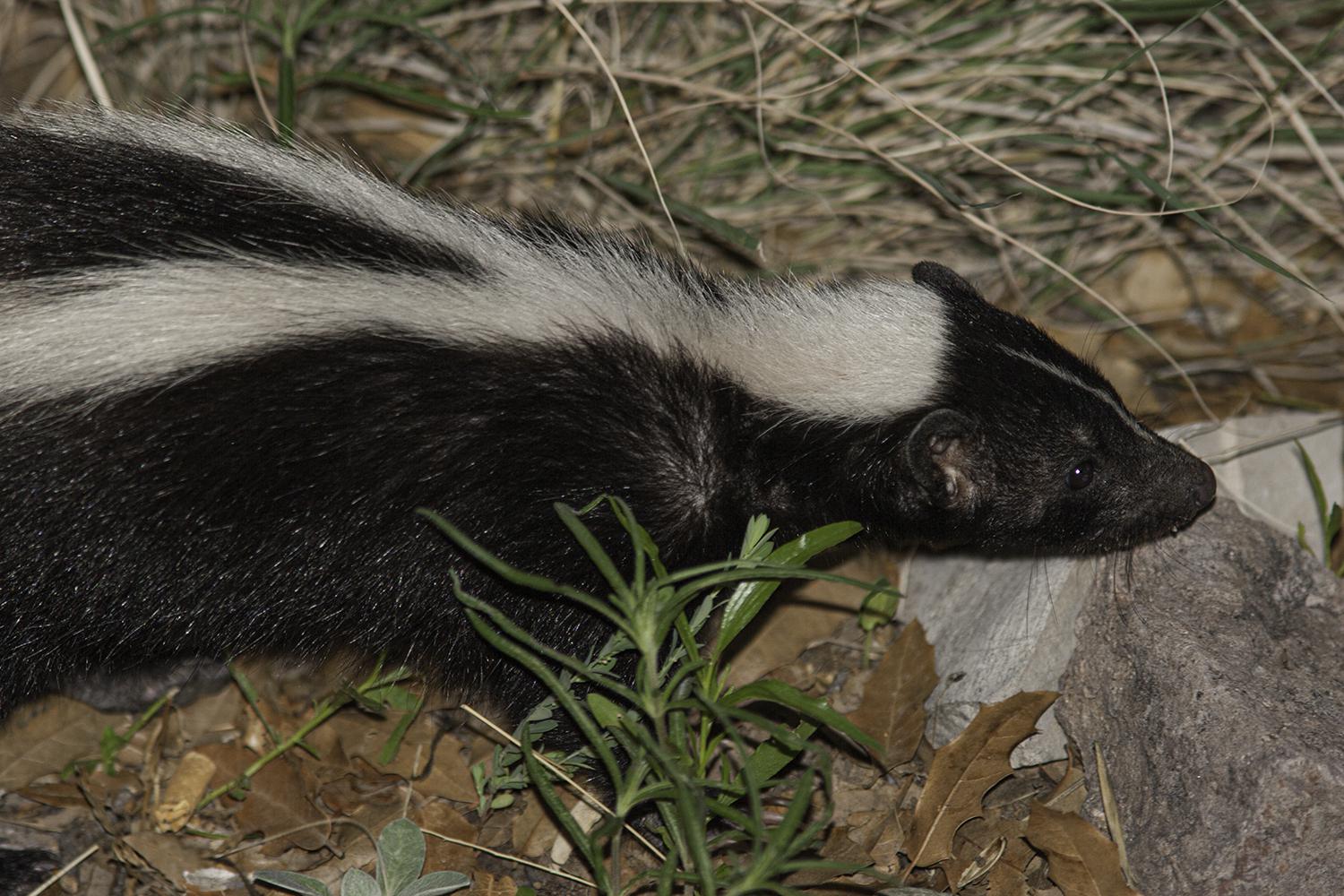 What's the big stink? Here are facts to know about Houston's striped skunk