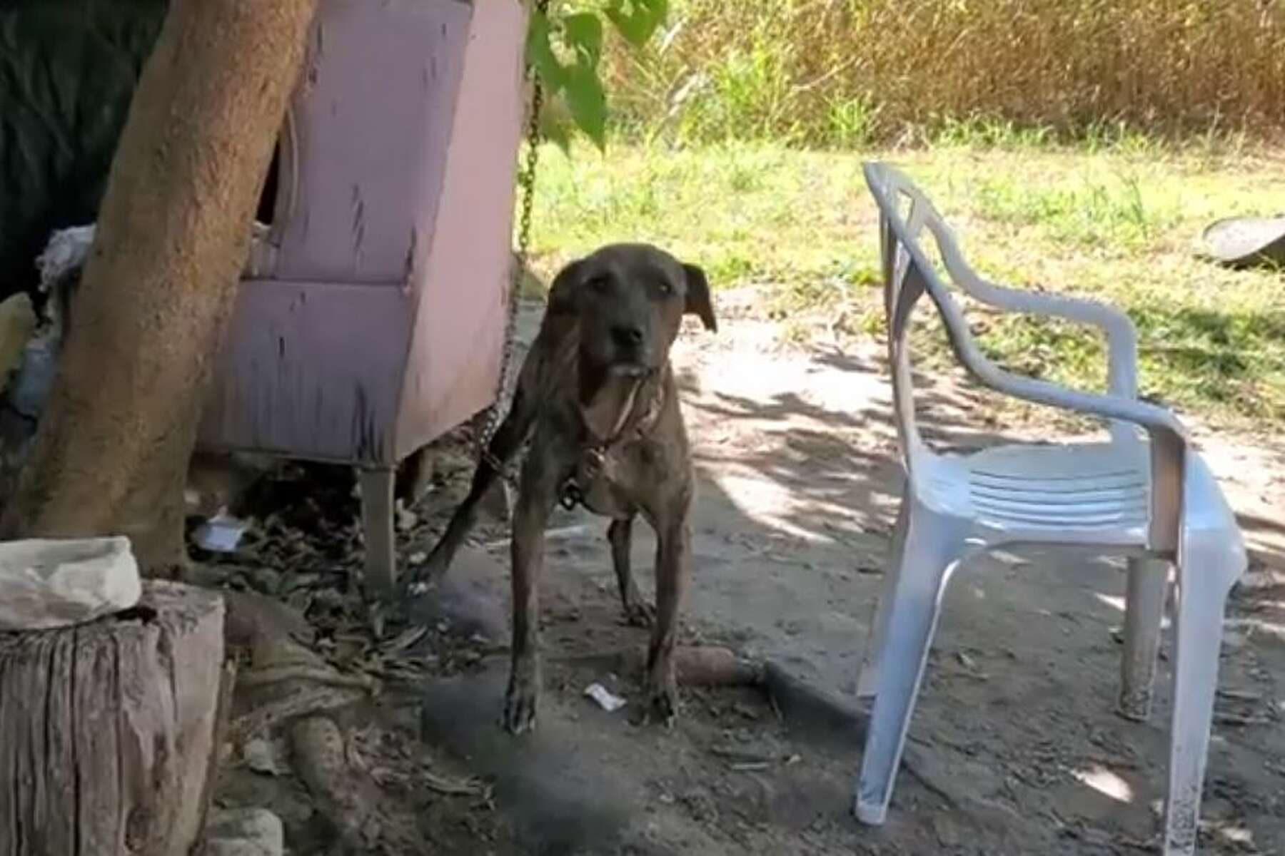 dog chained to tree