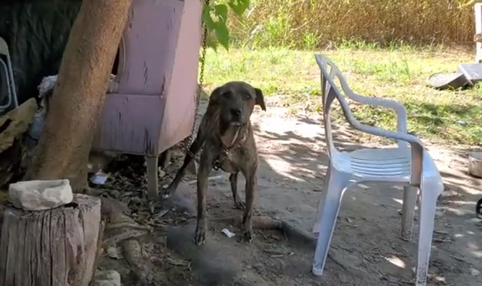 Chaining dogs outside will finally be illegal in Texas as Abbott signs animal cruelty bill into law - Vimarsana News