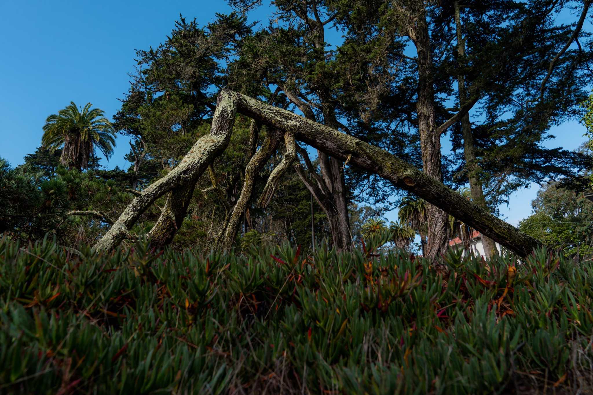 Storm took a big toll on Bay Area trees. Did the drought make them more vulnerable? - Vimarsana News