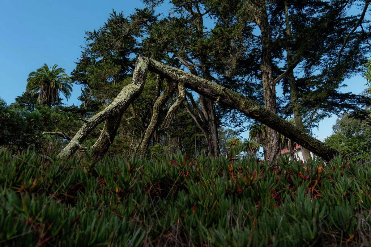 A fallen tree sits in the Presidio in San Francisco on Monday.