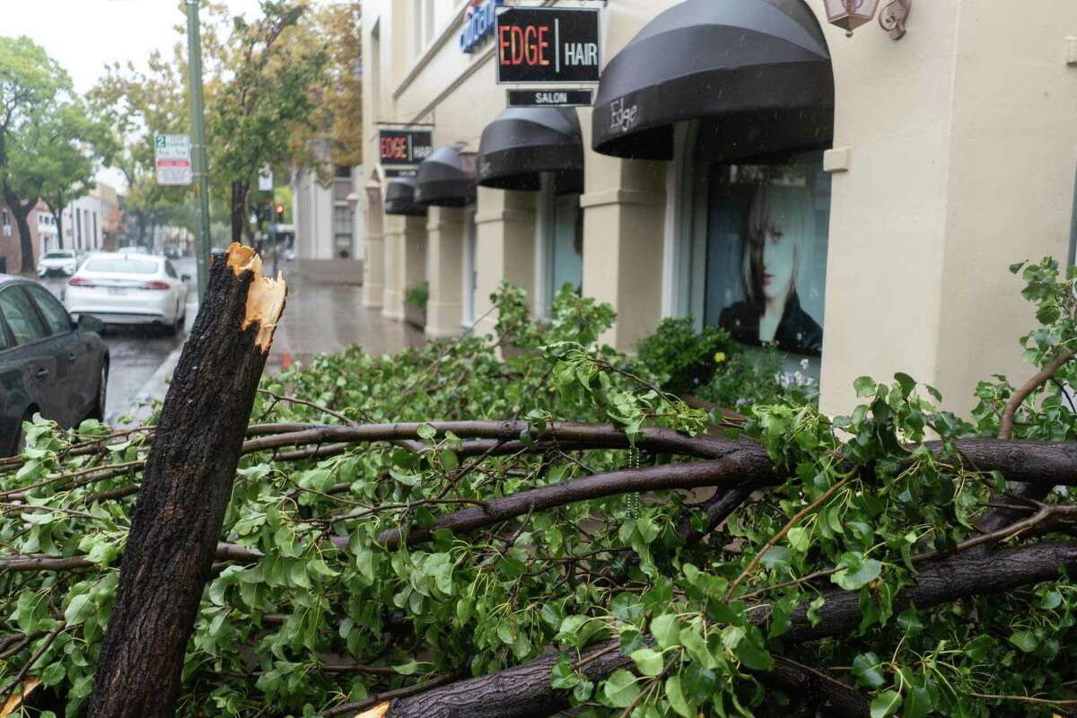 Fallen trees and branches of all sizes dotted the landscape along University Avenue and its side streets in downtown Palo Alto on Sunday.