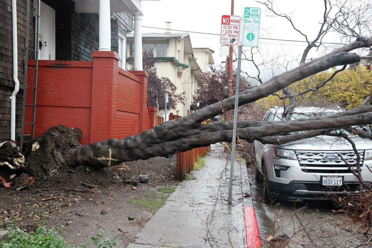 A fallen tree on a car at the 2000 block of Haste St. on Sunday in Berkeley.
