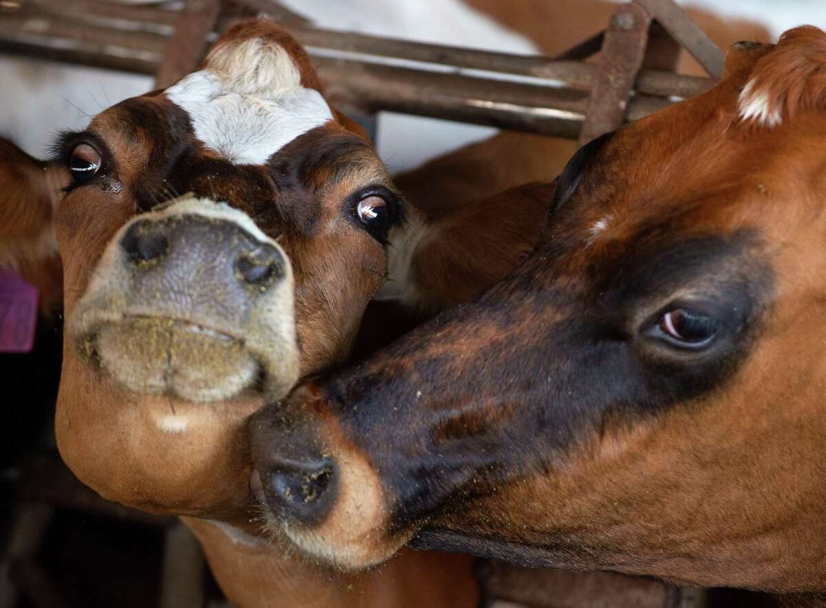 马歇尔施特劳斯奶牛场的一对奶牛，为了减少甲烷和其他气体的排放，该农场进行了一项喂海藻奶牛的商业试验。这种补充剂已被批准在加州的奶牛场使用。