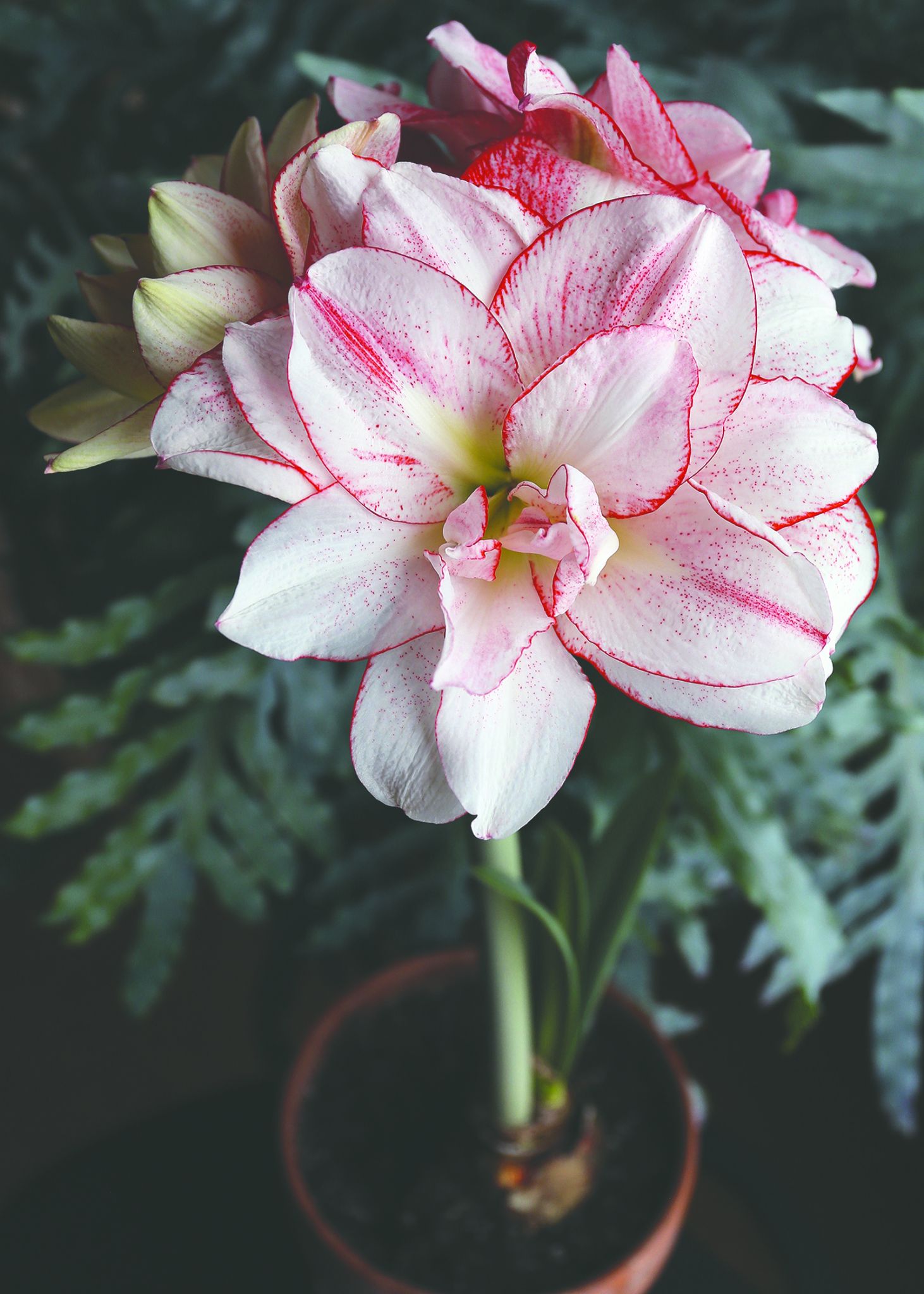 Delight friends, family with winter-blooming bulbs - Vimarsana News