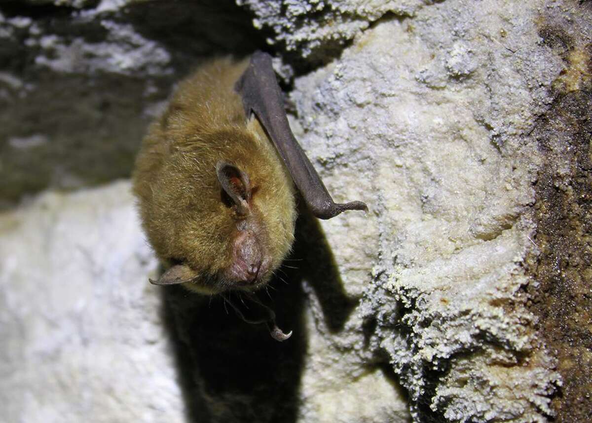 Across Connecticut bats are on the move; three species of tree bats are moving south for the winter, while the six cave bat species are moving shorter distances, where they will spend the winter hibernating.