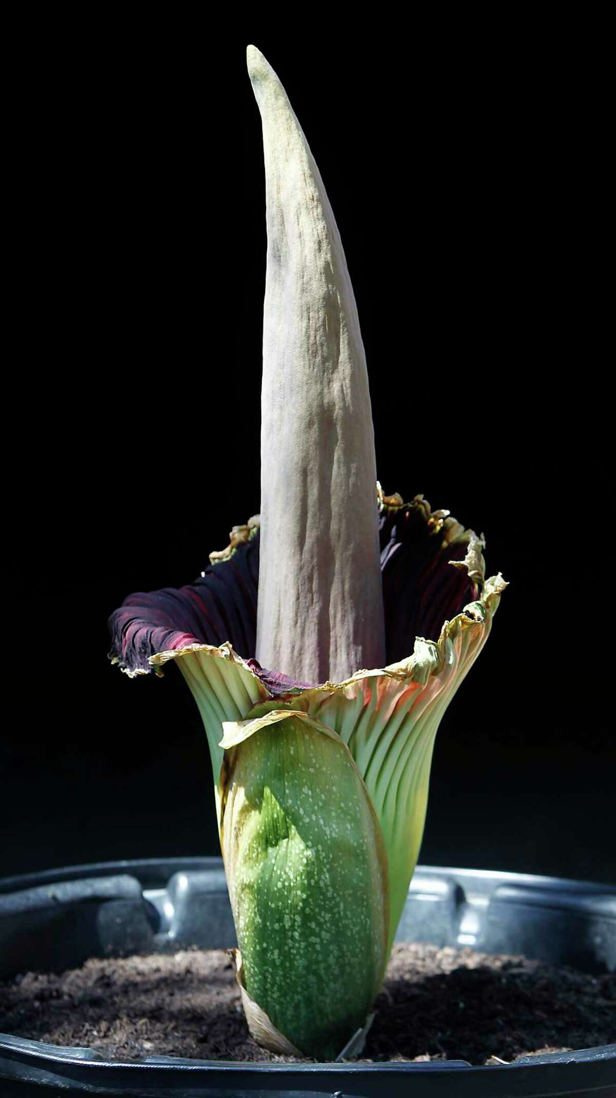 Pewtunia is a 7-year-old corpse flower that flowered at the Houston Zoo in 2011. In its native habitat, the flower can stand 10 feet tall and measure up to 5 feet across, one of the world's largest blooms.