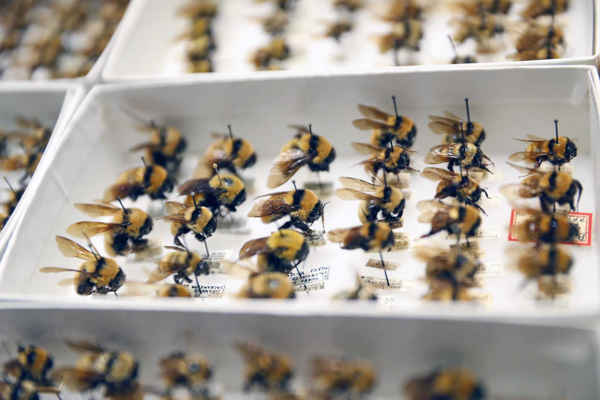 To help fight loss of bees, California Academy of Sciences to share 180,000-strong collection online - Vimarsana News