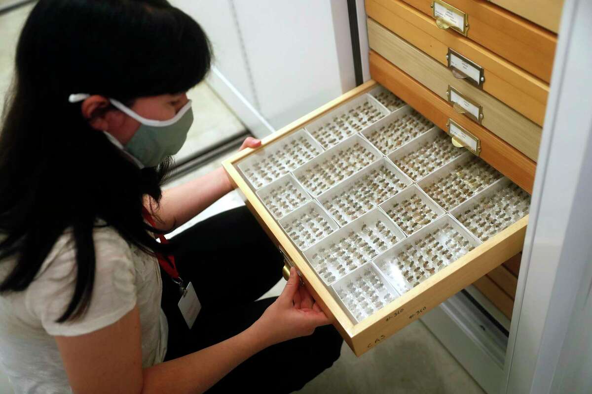 Rachel Diaz-Bastin of the California Academy of Sciences entomology department shows part of the museum’s collection of bees.