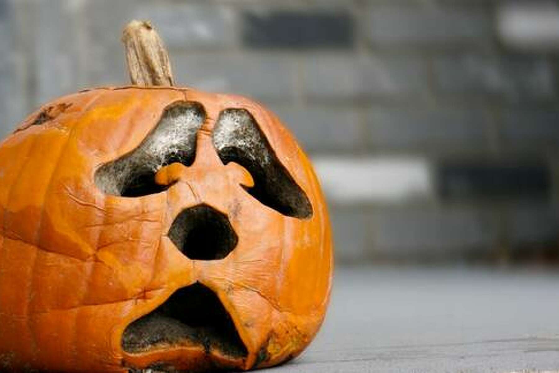 dog ate rotten pumpkin