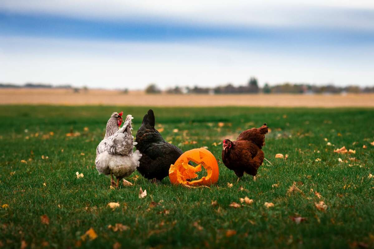 Chickens eating a pumpkin in a field.