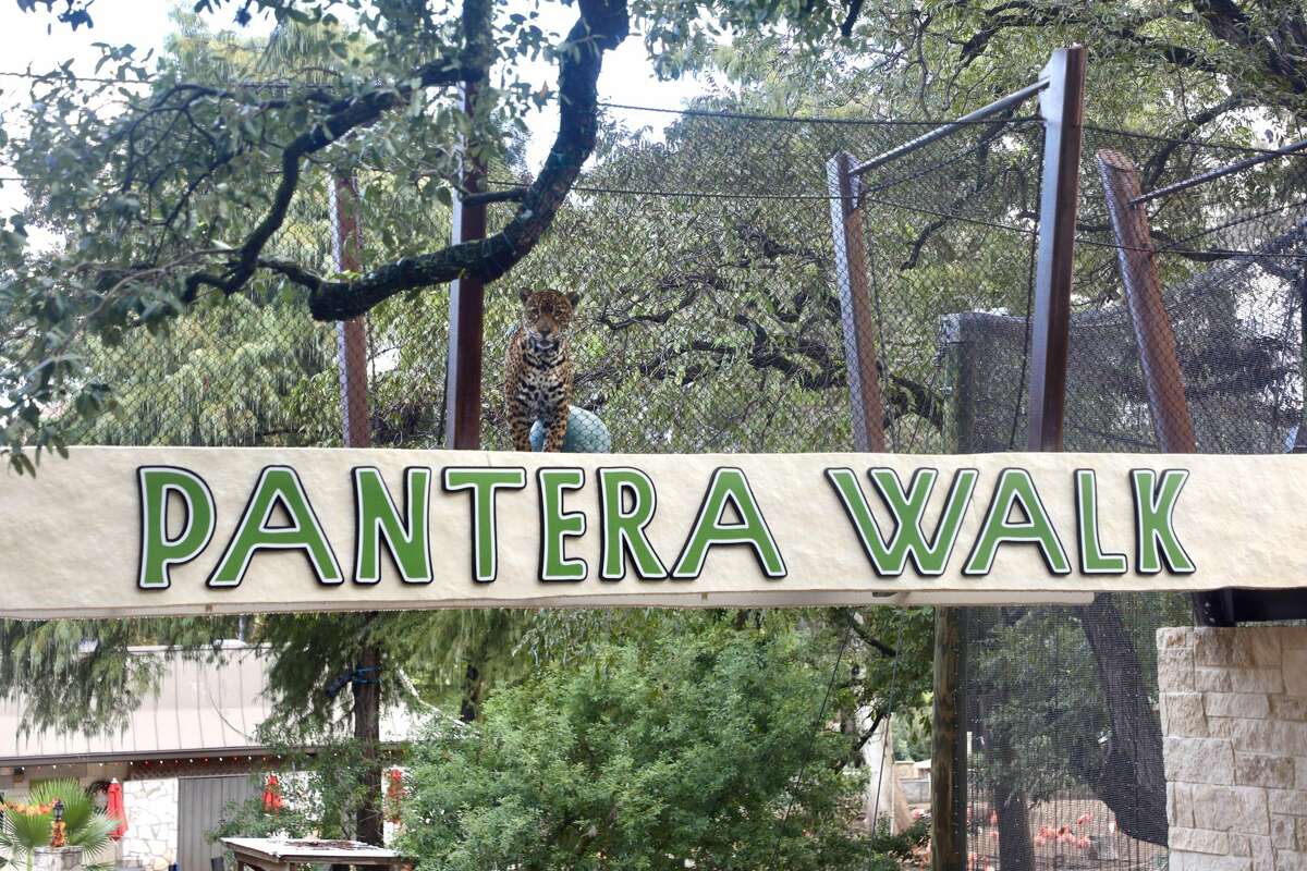 The San Antonio Zoo's new Neotropica, which includes the Pantera Walk, opens Friday. 