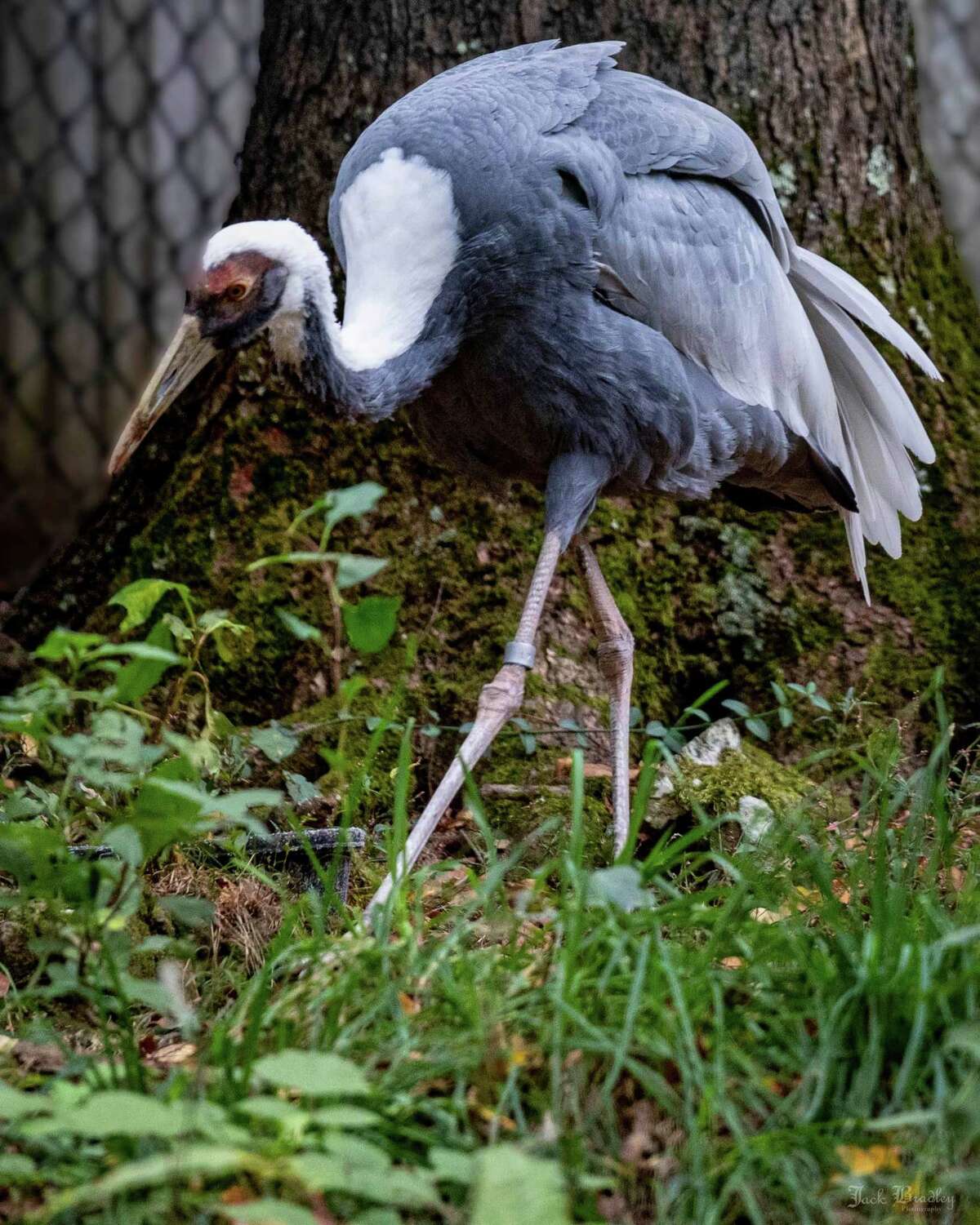 Cora, the white-naped crane, at the Beardsley Zoo in Bridgeport, Conn.