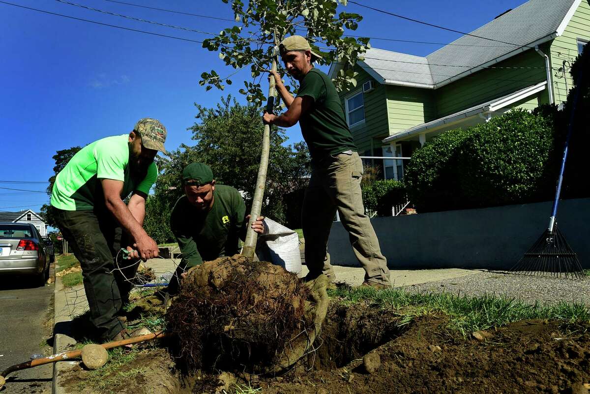 FILE PHOTO: Almstead workers plant trees along Wilton Avenue in September 2021.
