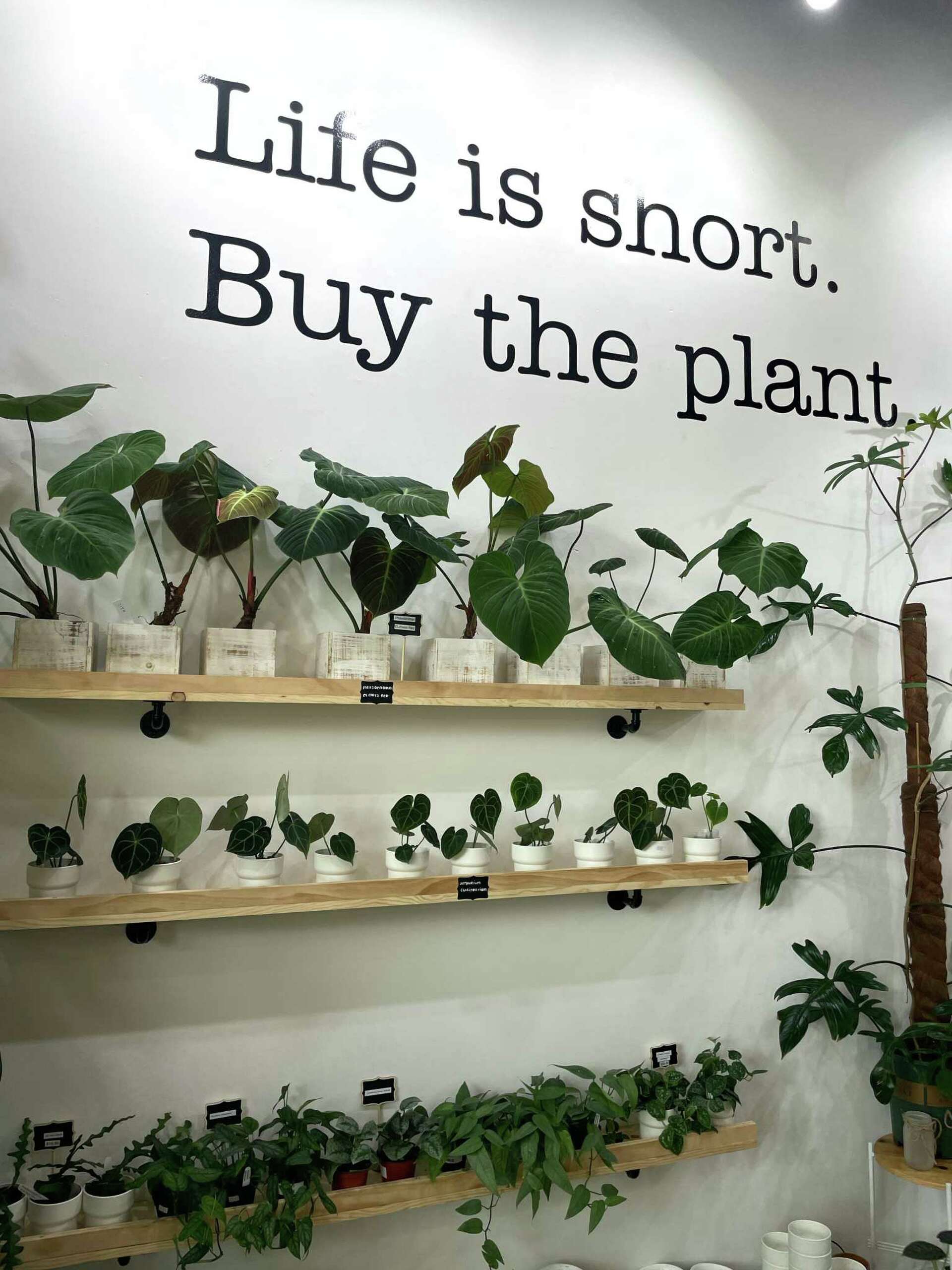 New Katy plant shop specializes in exceptionally rare house plants