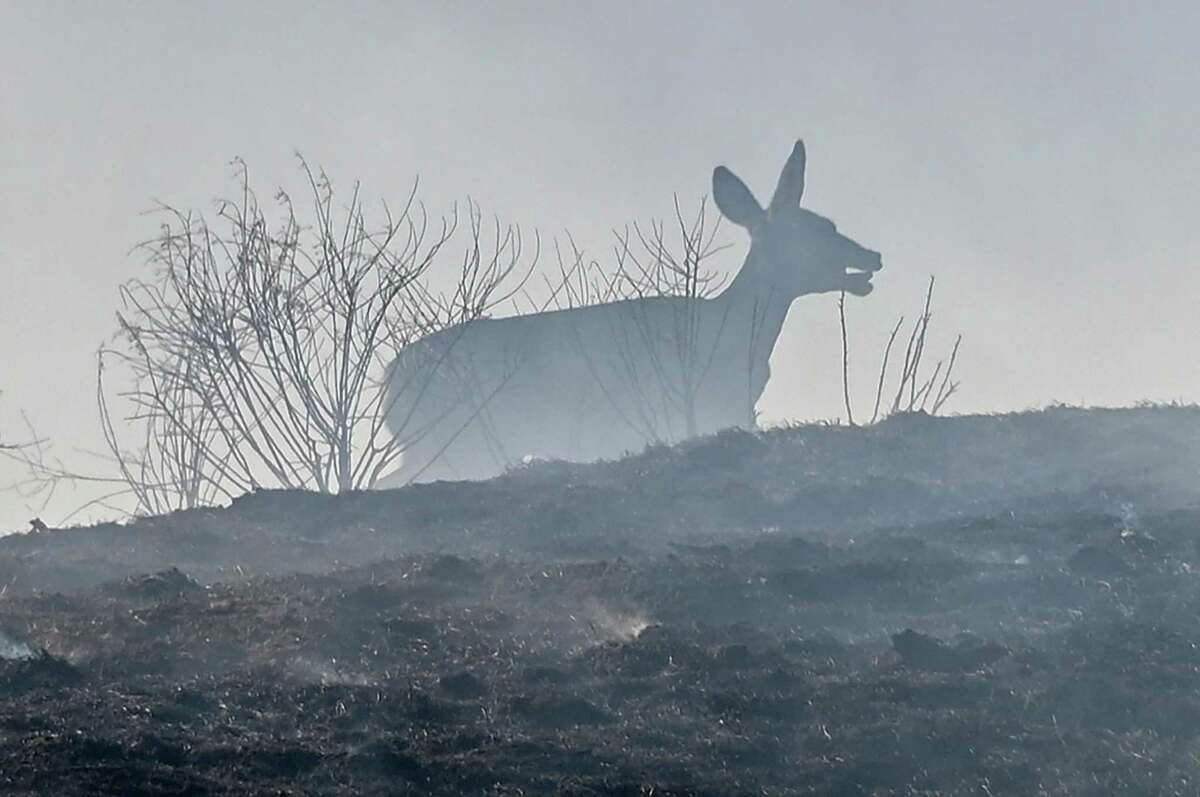 A distressed deer runs on burt ground at the Blue Ridge Fire in Chino, California, October 27, 2020. - Two wind-driven wildfires in southern California continue their race toward populated areas, forcing 100,000 residents to evacuate and choking much of the region with smokey unhealthy air. (Photo by Robyn Beck / AFP) (Photo by ROBYN BECK/AFP via Getty Images)