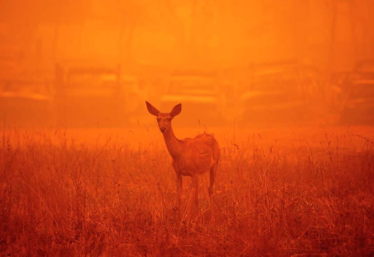 A deer in smoke during the Dixie Fire in Greenville, California on Aug. 6. AFP) (Photo by JOSH EDELSON/AFP via Getty Images)