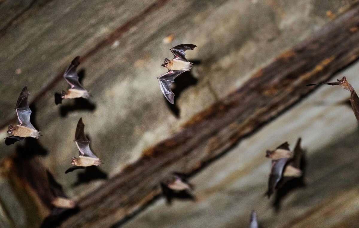A colony of Mexican free-tailed bats exit their shelter at sunset, Wednesday, Oct. 27, 2021, in Huntsville. The bats have taken residence in an old cotton warehouse next to the Huntsville “Walls” Unit along Avenue I.