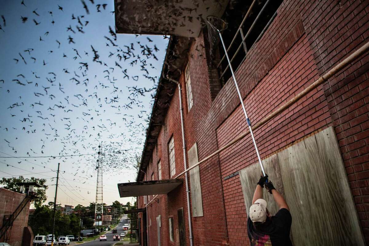 A colony of Mexican free-tailed bats exit their shelter at sunset, Wednesday, Oct. 27, 2021, in Huntsville. The bats have taken residence in an old cotton warehouse next to the Huntsville “Walls” Unit along Avenue I.