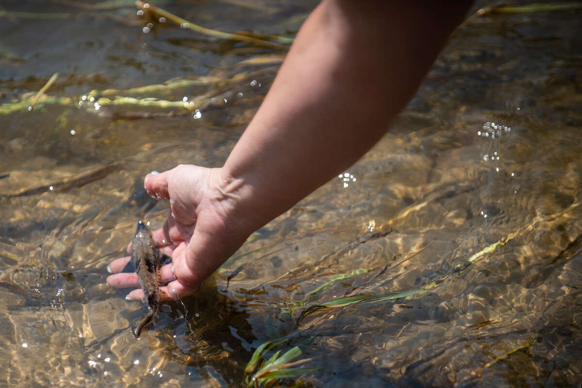 Partnered efforts have led to over 4,000 sturgeon released in the last four years.