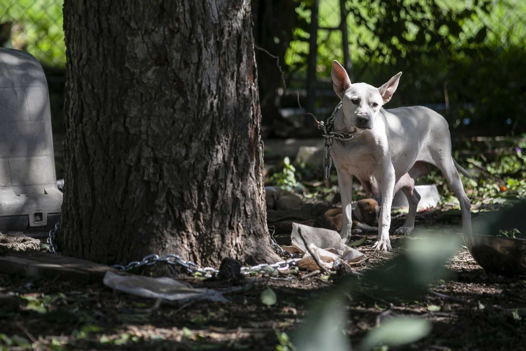 New State Bill Strengthens Existing San Antonio Law Forbidding Chains On Outside Dogs