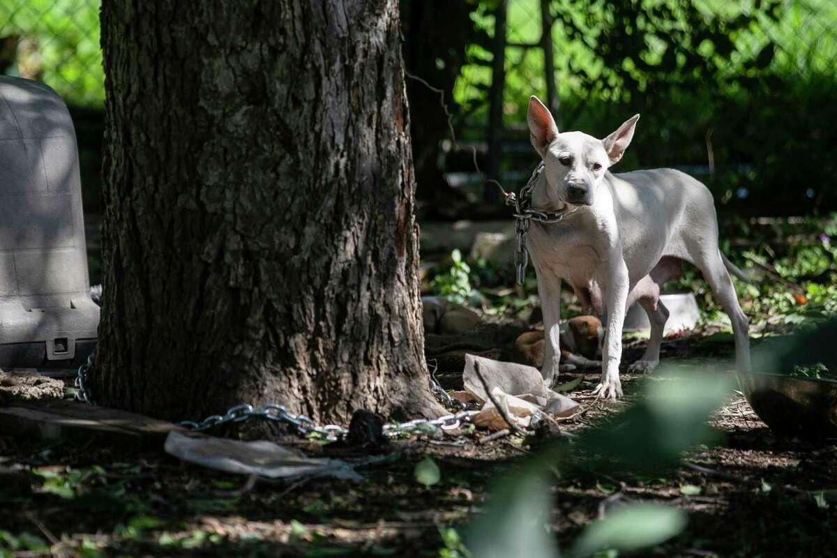 Houston heat wave: It's illegal to leave your dogs outdoors Houston heat wave: It's illegal to leave your dogs outdoors