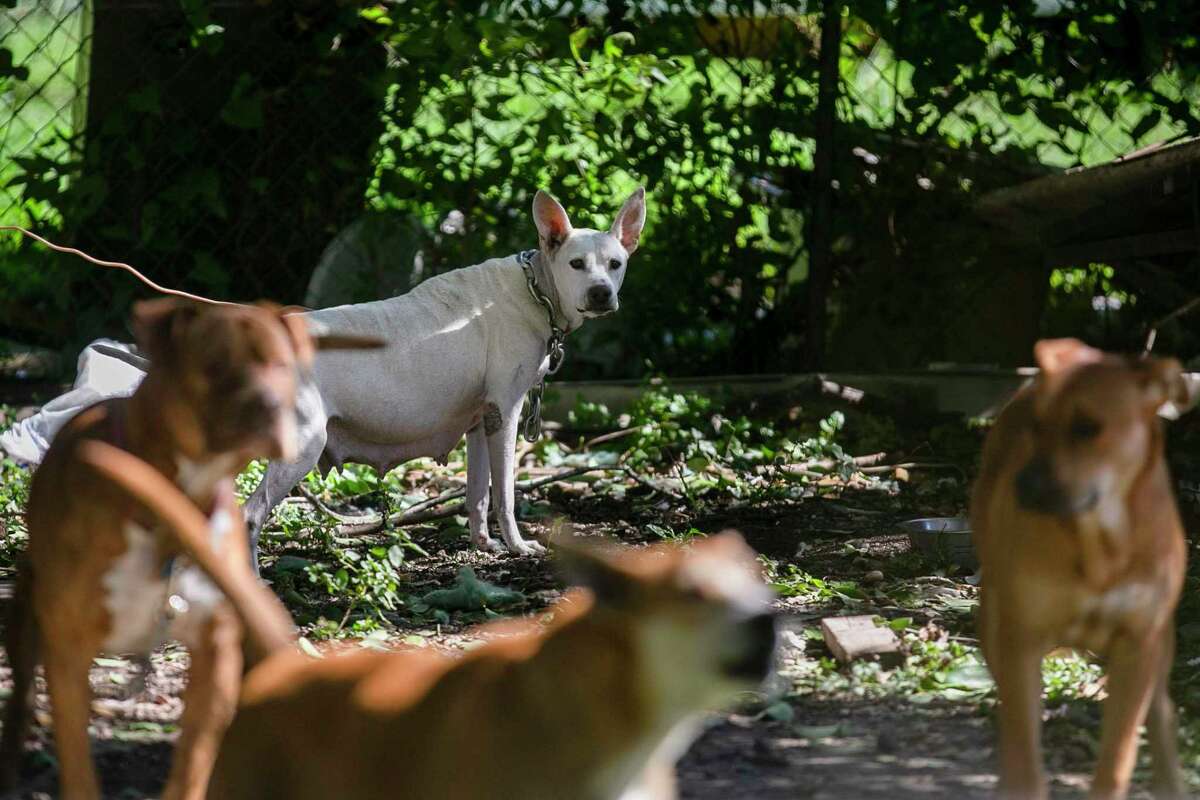 New state bill strengthens existing San Antonio law forbidding chains