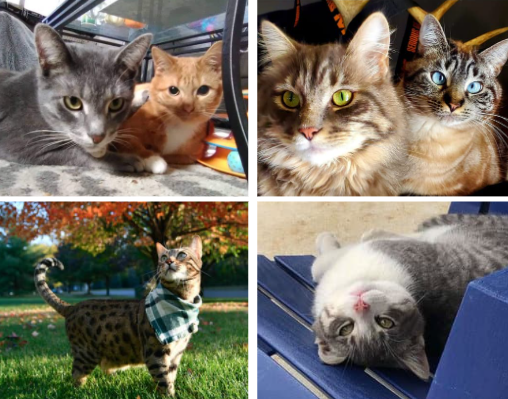 Stray and feral cats spur action from Thumb-Area community members