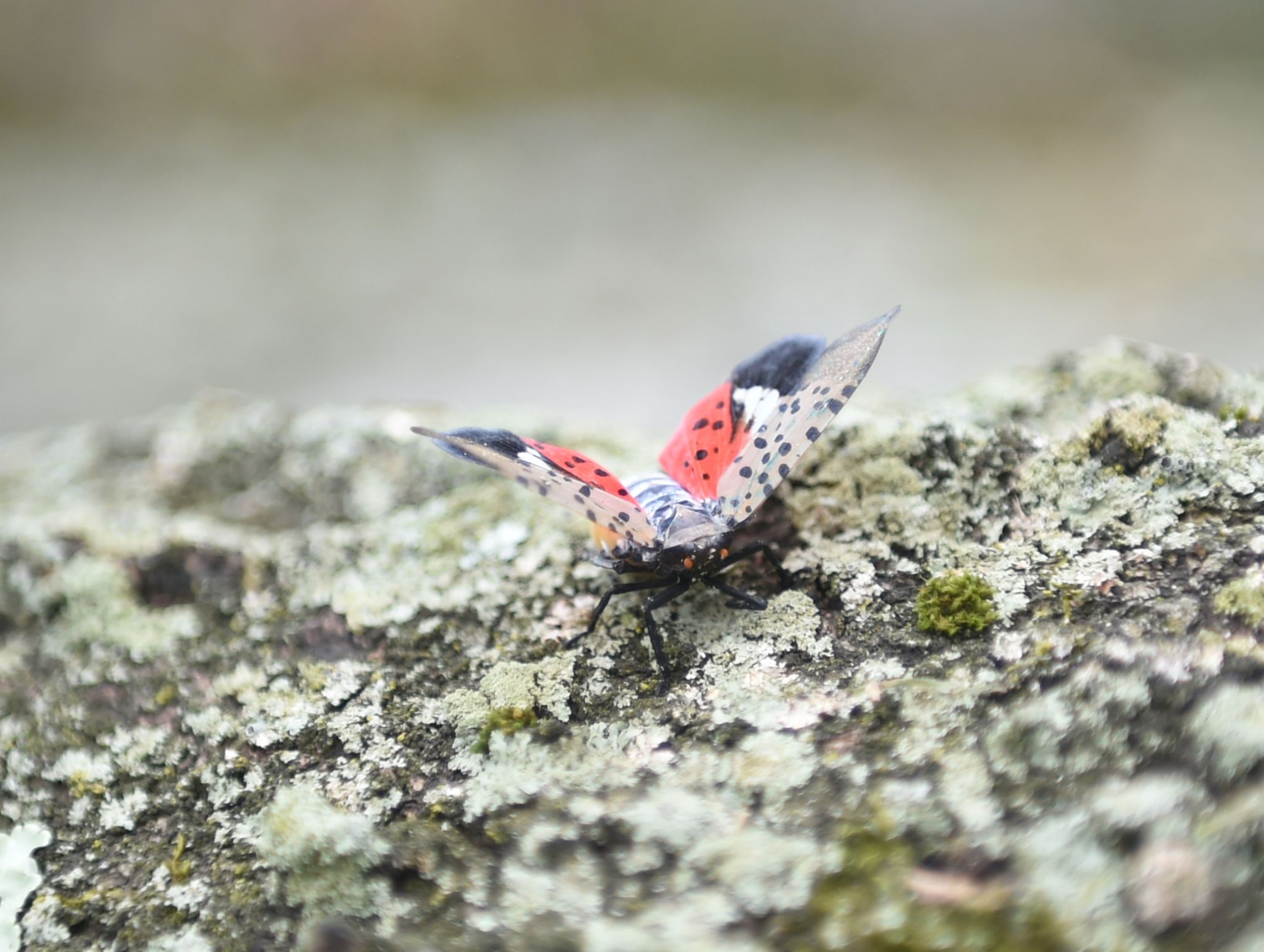 Spotted Lanternfly: What to know about CT's latest invasive bug - Vimarsana News