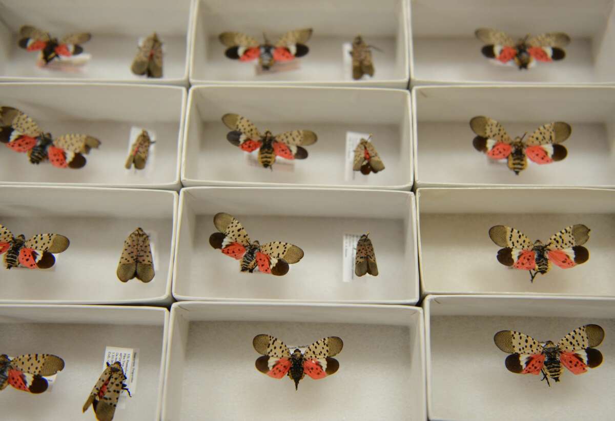 Collected Lanternfly specimens on display during a meeting about the Spotted Lanternfly for public officials Monday at the Berks County Ag Center. Spotted Lanternfly Meeting for Public Officials Photo by Lauren A. Little 12/14/2015 (Photo By Lauren A. Little/MediaNews Group/Reading Eagle via Getty Images)