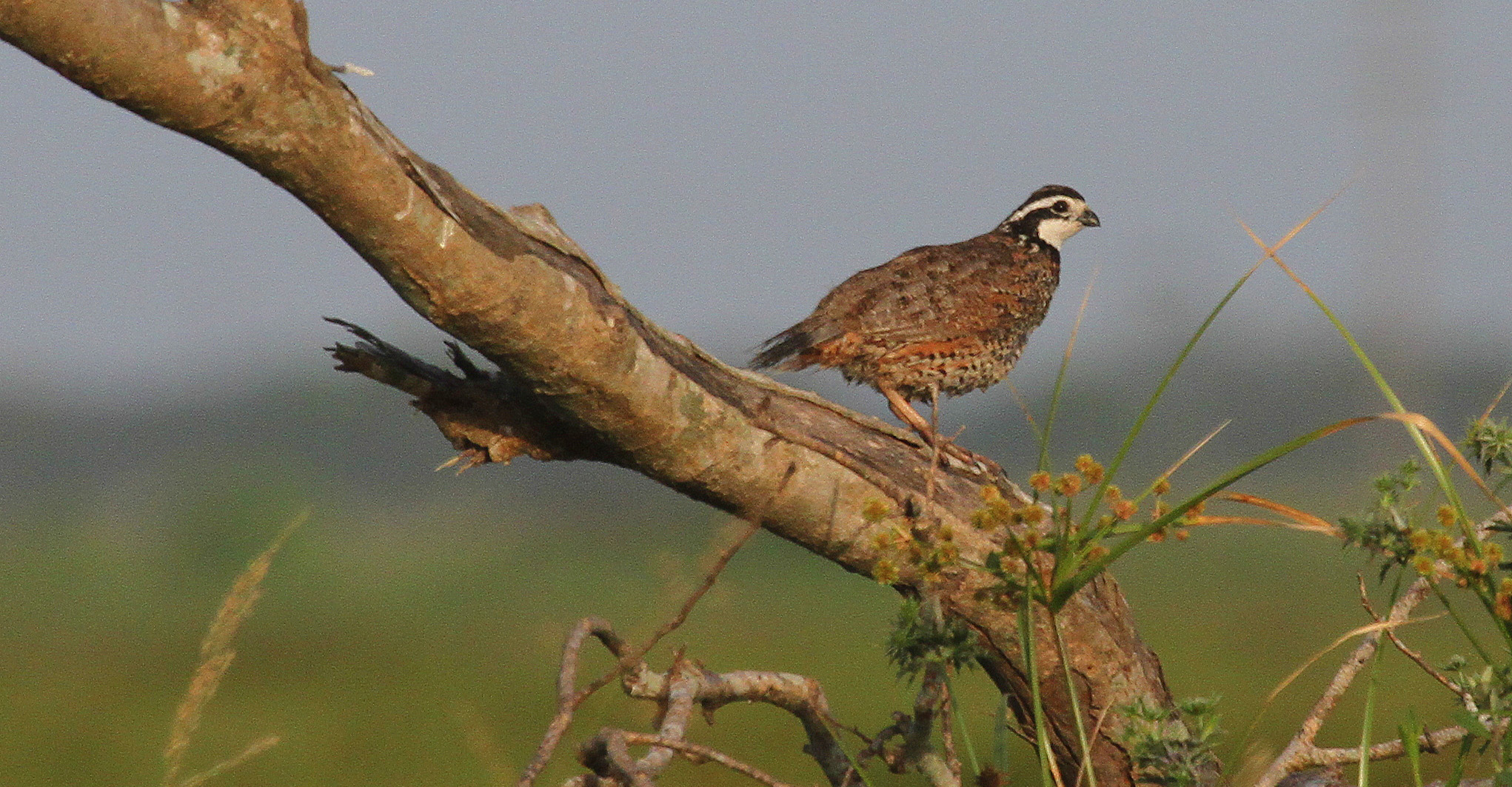 Texas quail forecast Low numbers in possible 'staging year'