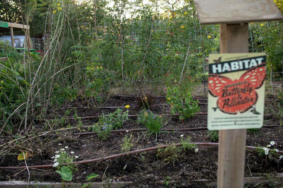 From banana peel to garden San Antonio’s composting program is in new