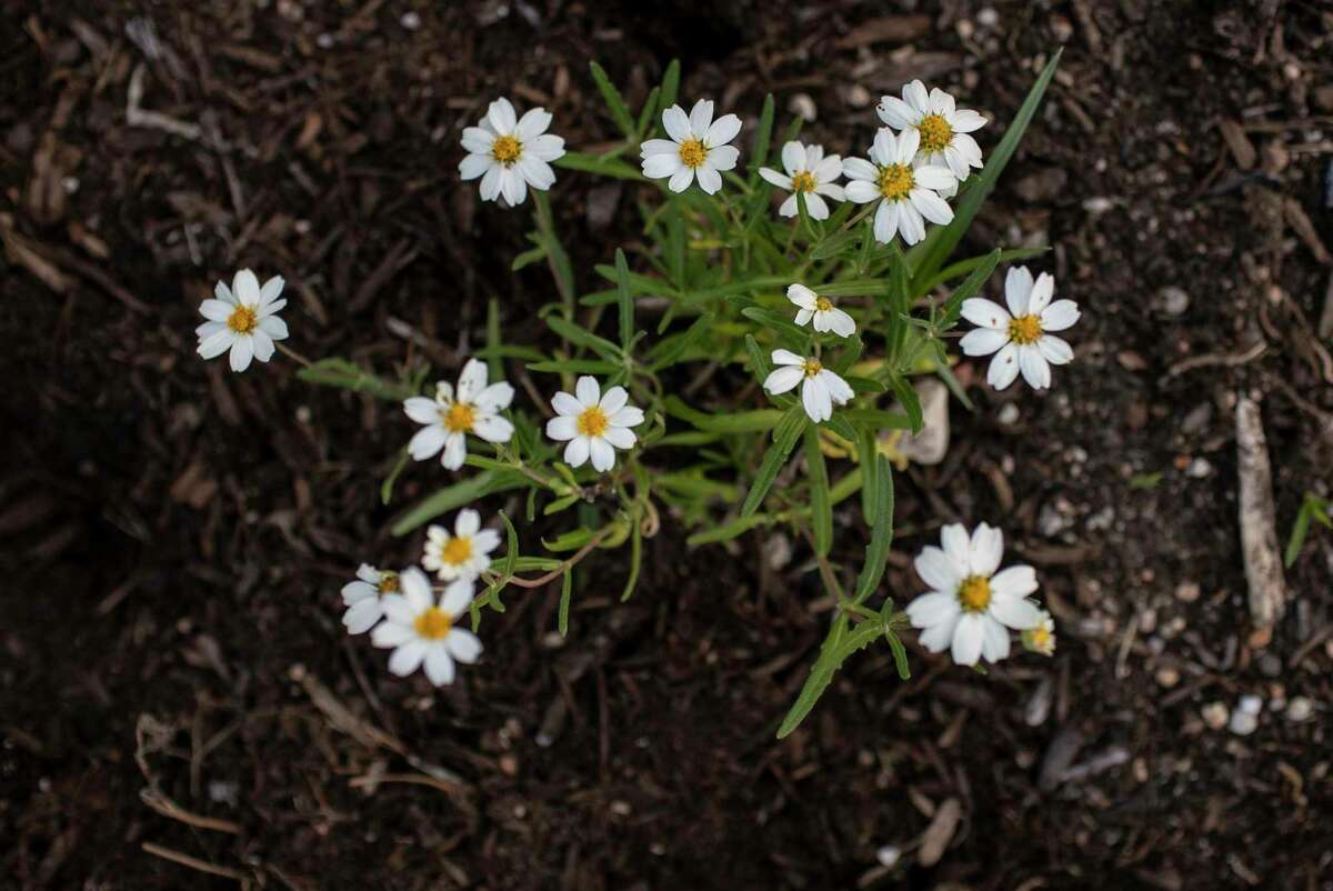 From banana peel to garden San Antonio’s composting program is in new