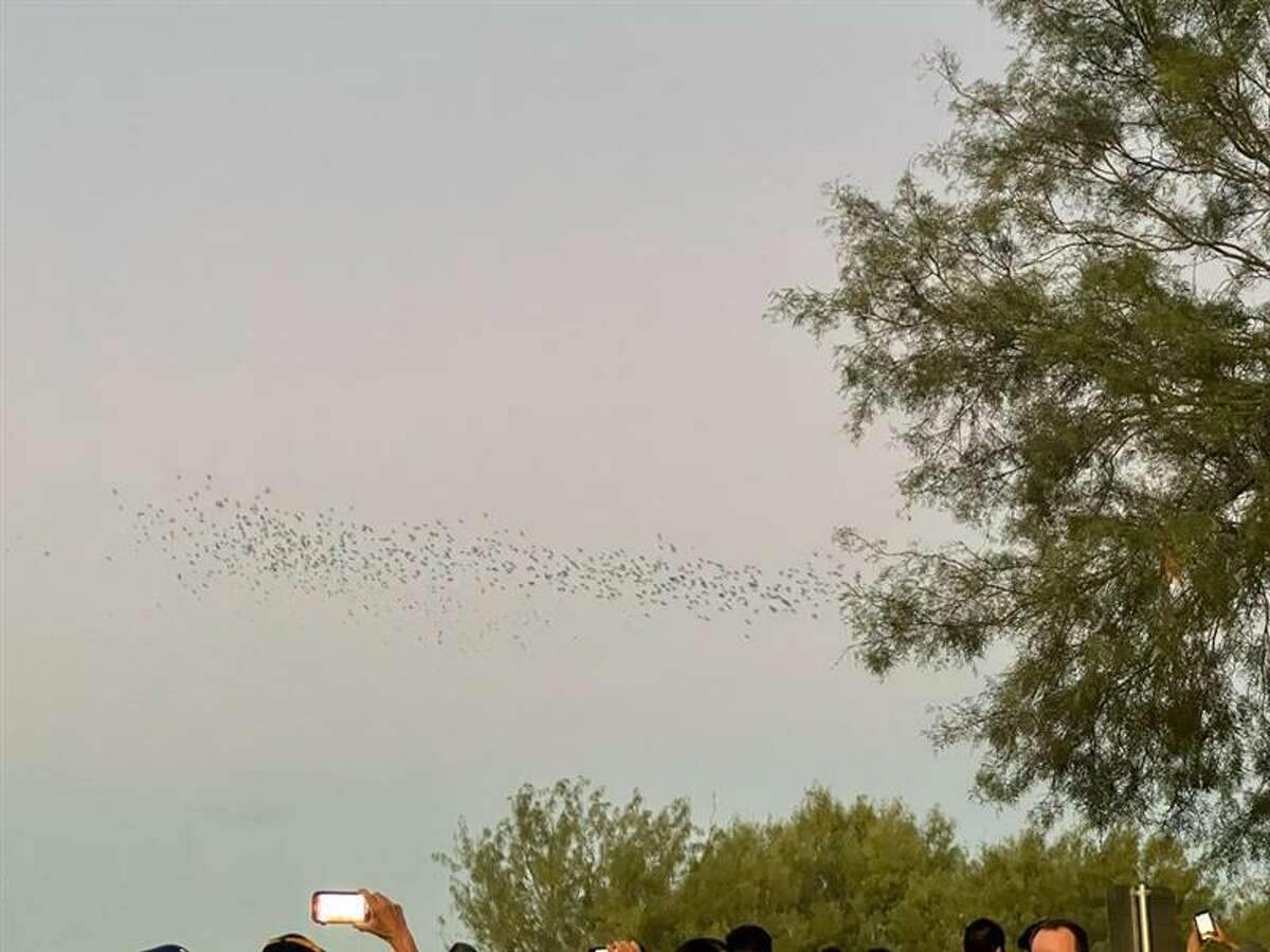 Thousands of bats leave the area under Chacon Bridge at night and make their way toward the interior of the city as seen in this photo.