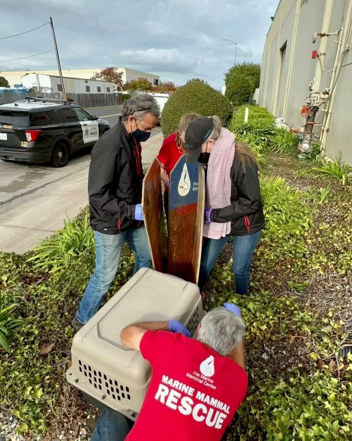 San Rafael police and volunteers rescue a baby northern fur seal that found itself at a neighborhood intersection.