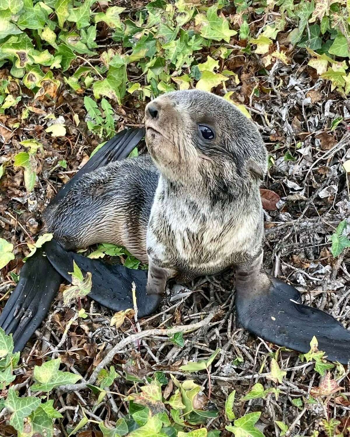 San Rafael police and volunteers rescued a baby northern fur seal that made its way to a street.