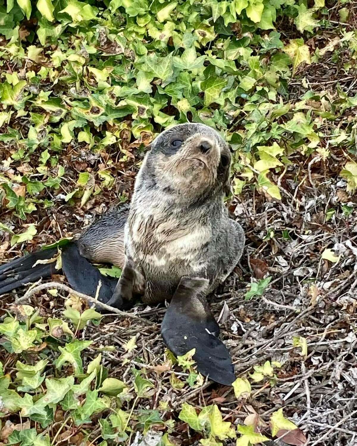A northern fur seal pup was rescued from the streets on San Rafael, Calif., on Oct. 30, 2021.