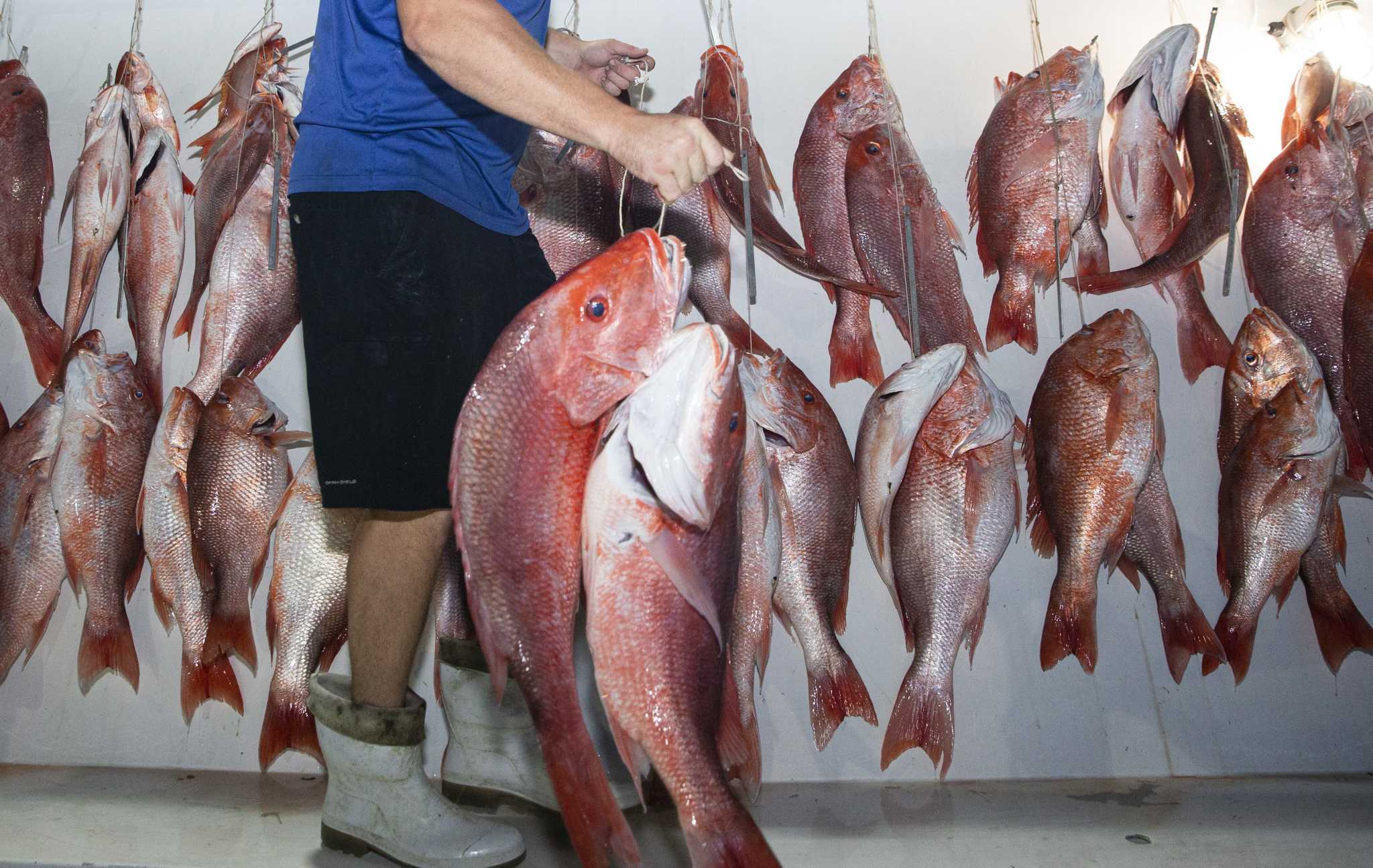 Too many fish you aren't allowed to catch? Why Gulf red snapper season brings drama - Vimarsana News