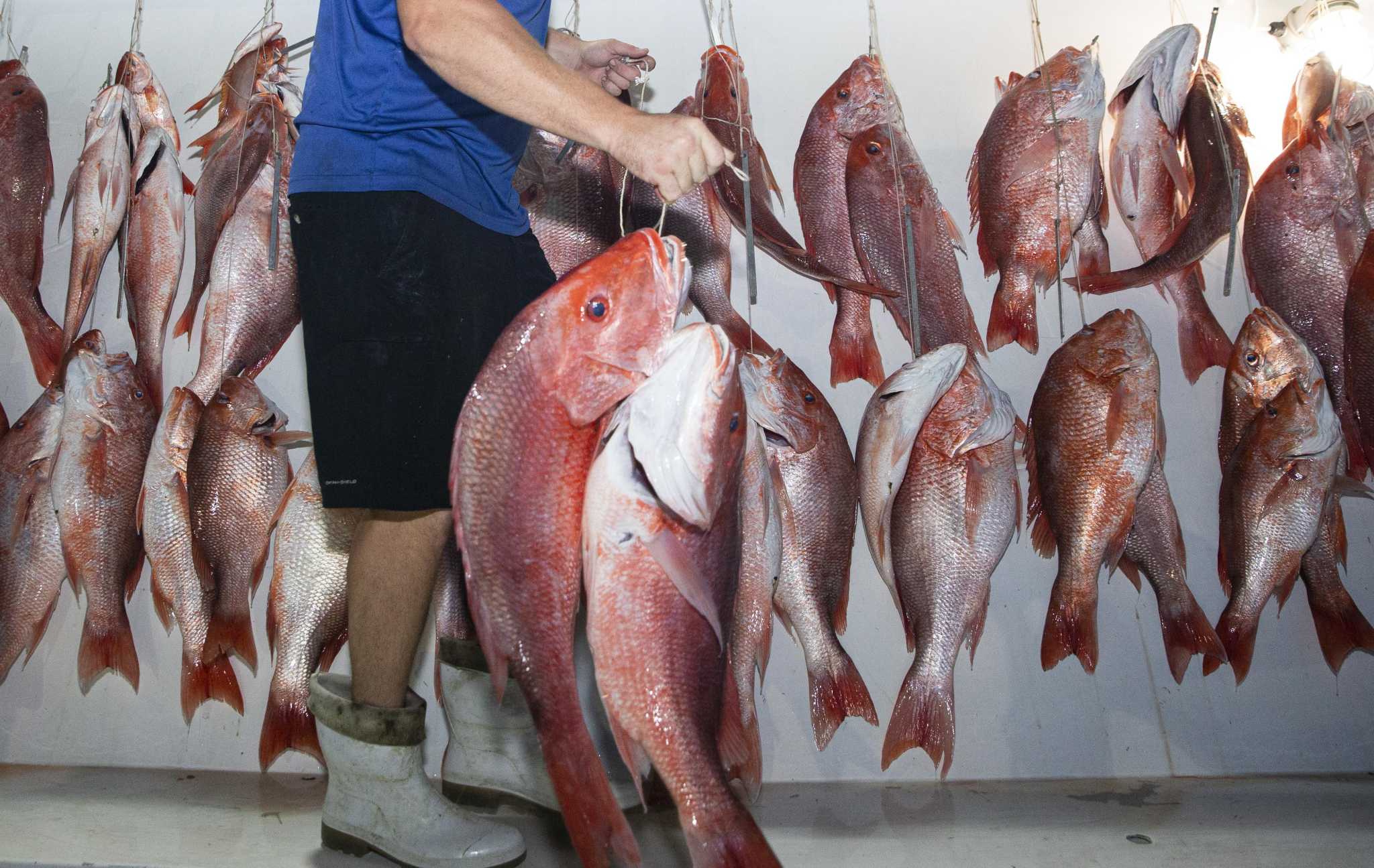 When It Comes to Gulf Fish, Don't Fear the Sheeper – Texas Monthly