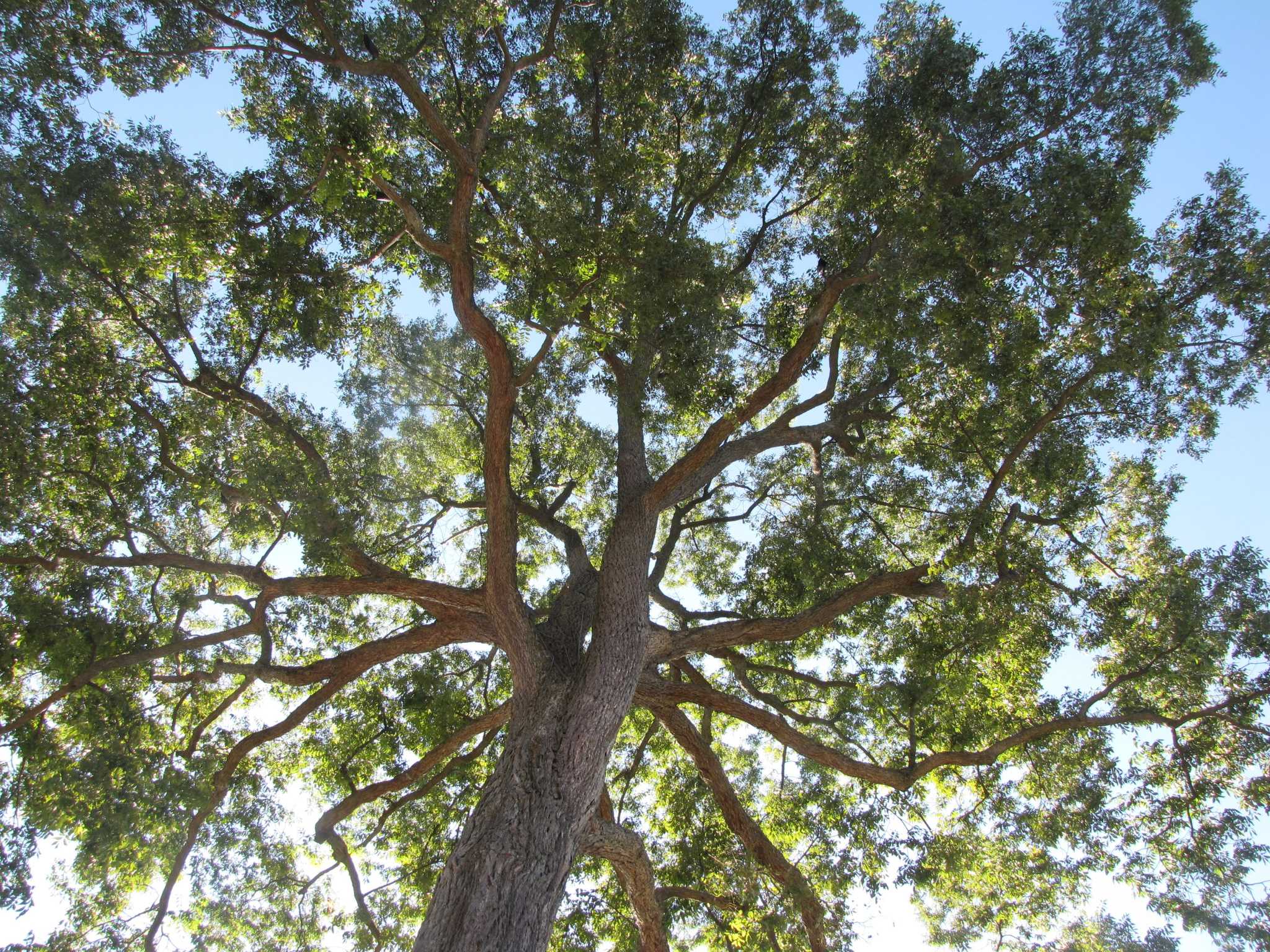 The worst trees to plant in San Antonio yards for shade. The trash tree