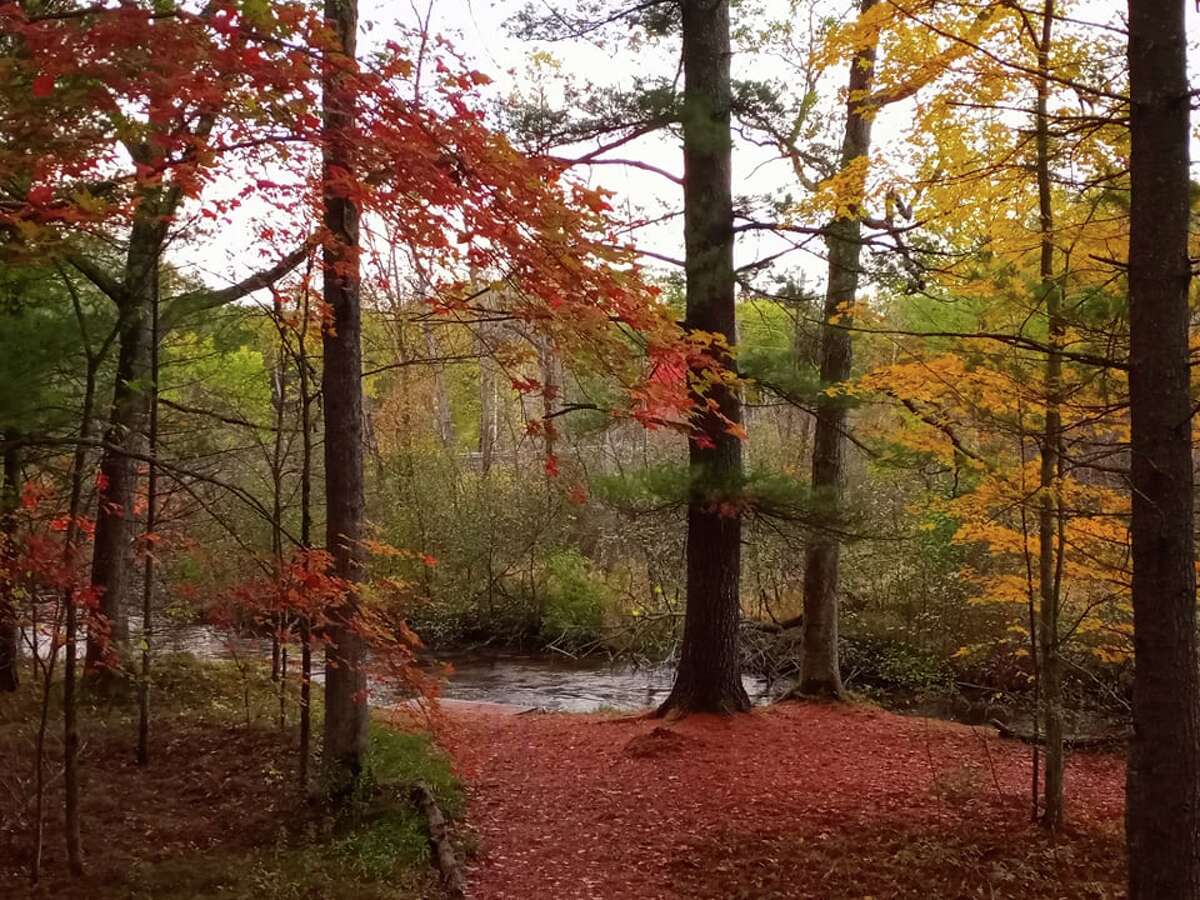 Splashes of red and gold enhance the view along the Little Manistee River in Elk Township.