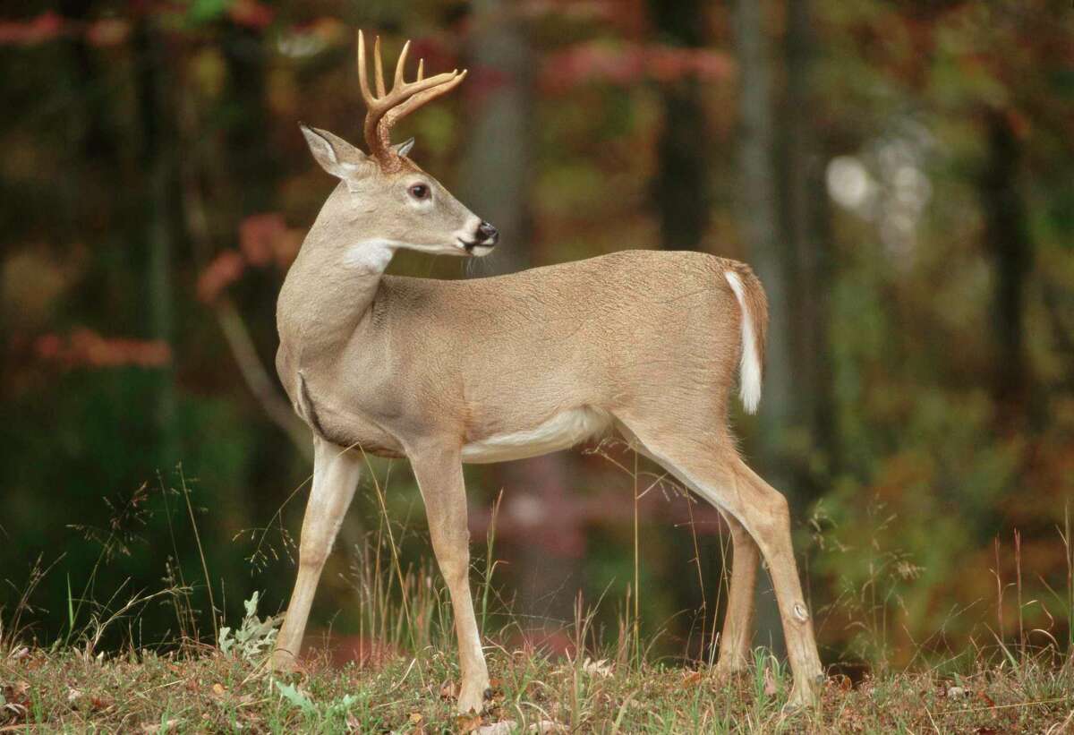 The white-tailed deer season that opens Saturday got a boost from a wet spring and summer.