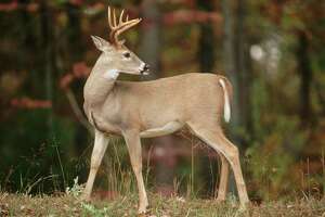 Deer fat and antlers big after spring, summer rain