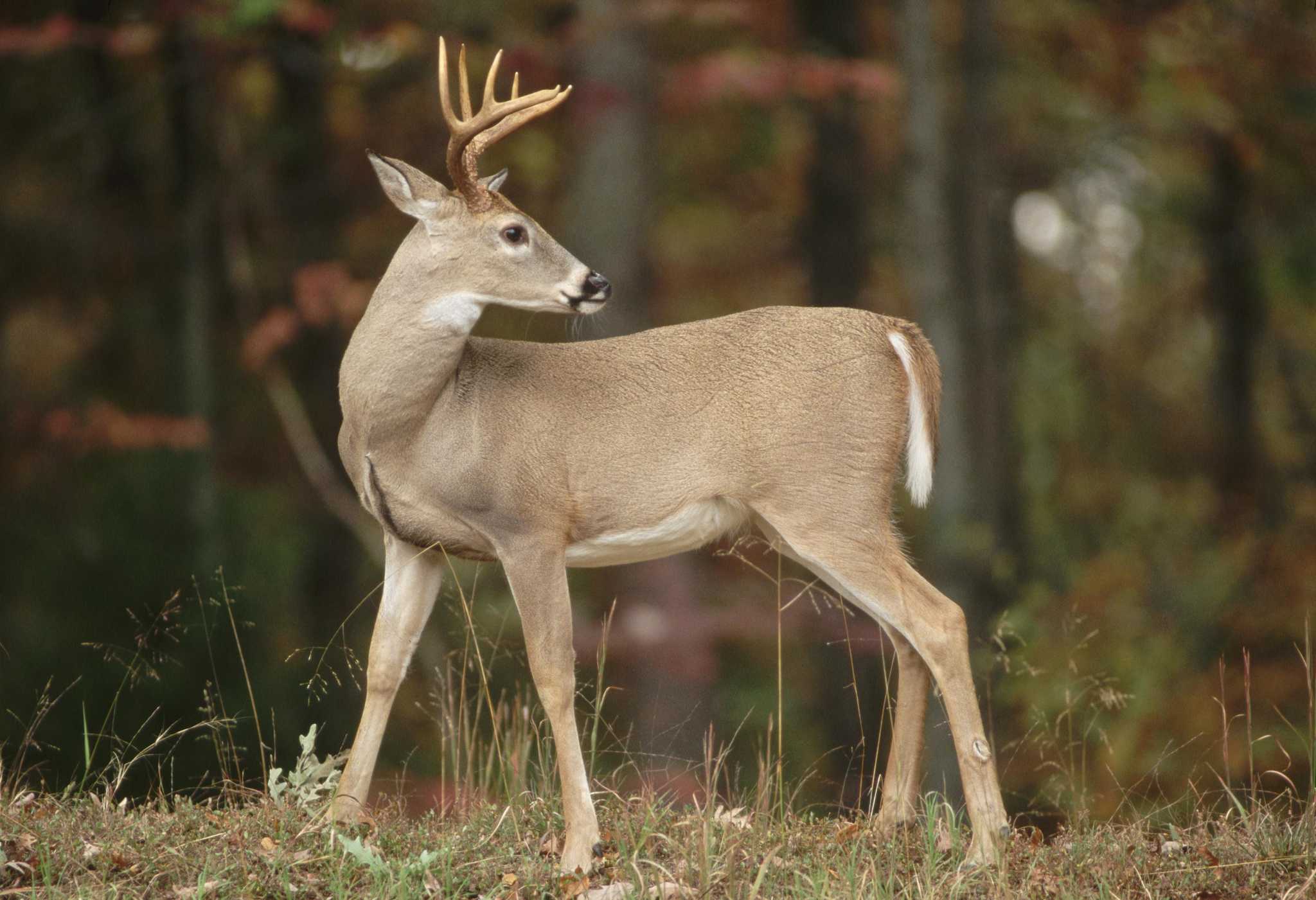 From Gloom To Boom Deer Fat And Antlers Big After Spring Summer Rain