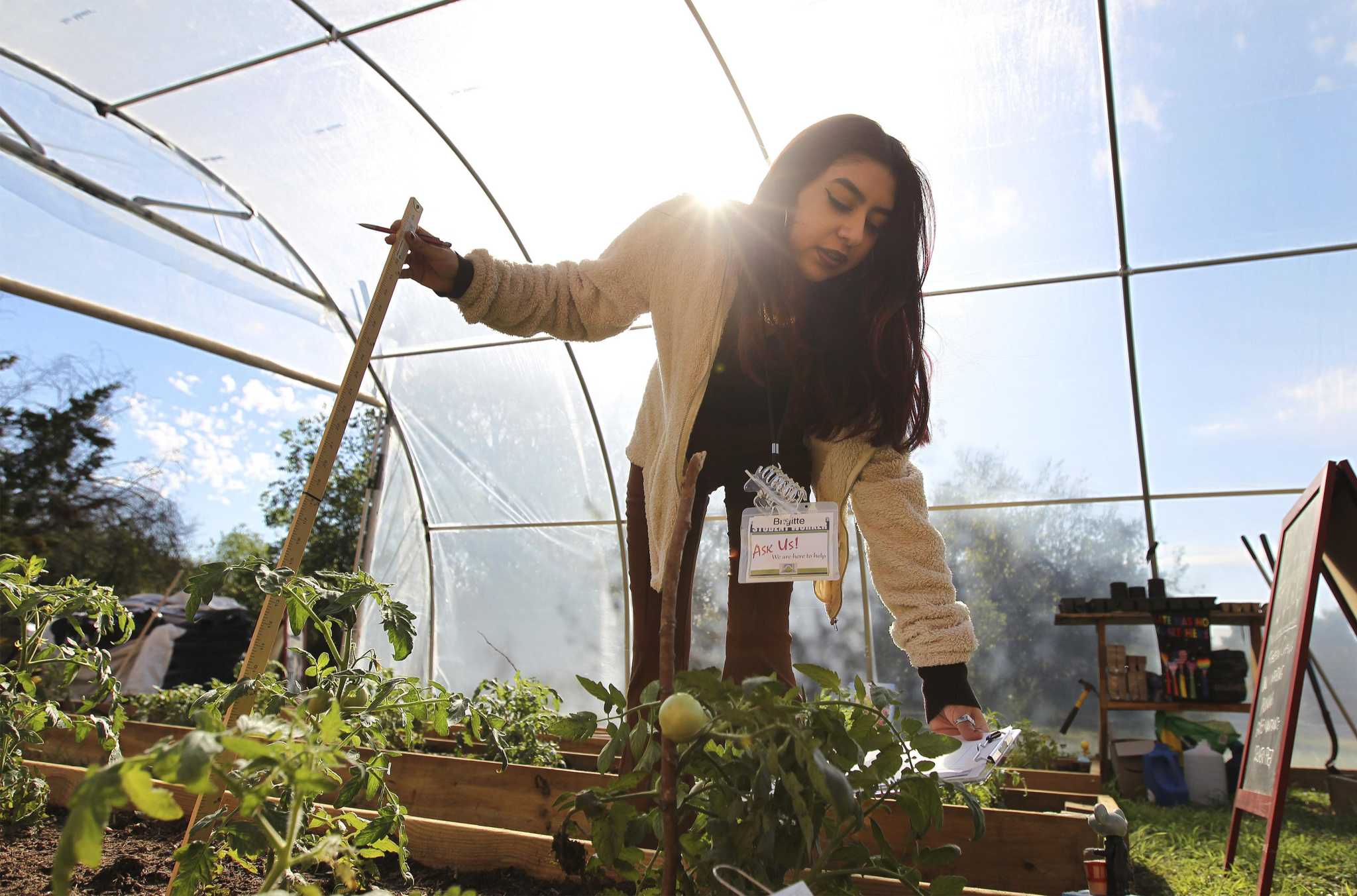 Northeast Lakeview College s New Community Garden by Students For 