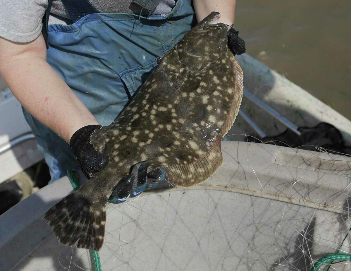 ***for McQuires' Gulf Coast story A flounder caught in a Texas Parks and Wildlife gill nets in Matagorda Bay on Tuesday, May 23, 2017, in Palacios. ( Elizabeth Conley / Houston Chronicle )