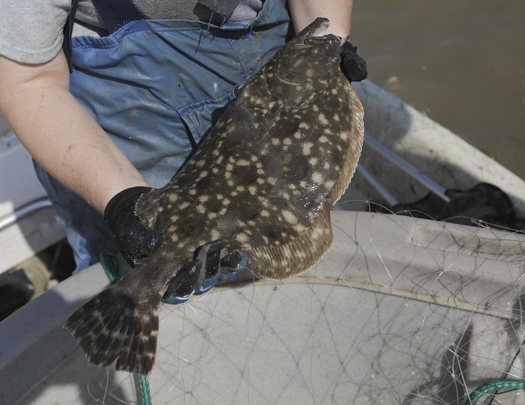 Texas flounder fishery closed through Dec. 14