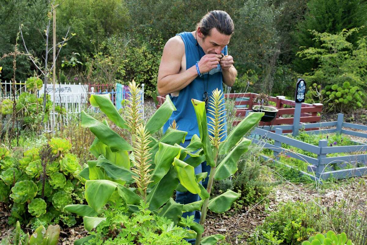 Erick Campbell takes in the smell of fresh ginger from the community garden across the street from Jefferson Union High School, Tuesday, Oct. 26, 2021, in Daly City, Calif. 