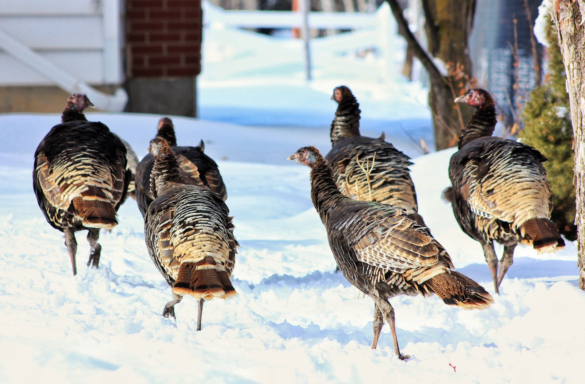 Farmers' Almanac predicts weather for Thanksgiving, Christmas in Michigan - Vimarsana News